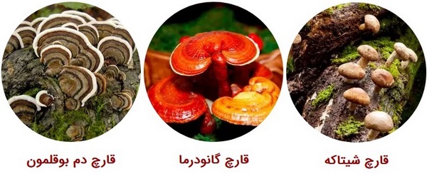 https://beni1.ir/home/images/uploads/66a3313eb5825855fc5b3fd8218f958a.jpg